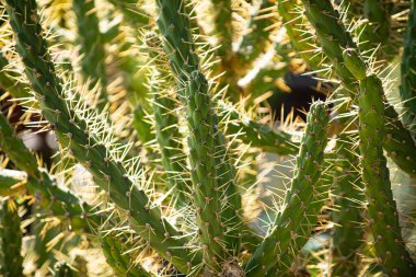 Dikenli sulu bir bitki. Yeşil diken sulu. Agave bitki yaprakları. Tekilaya karşılık Agave. Kaktüs arka planı, kaktüs deseni. Kaktüs mü kaktüs bitkisi mi? Kaktüs bitkileri. Arkaplan fabrikası