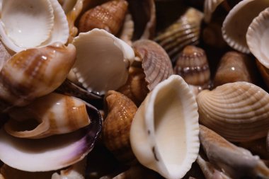 Yaz reklamı. Tasarım için deniz kabukları. Yumuşakça kabuklar. Deniz kabuğu arka planı. Kabukların dokusu. Deniz kabuğu arka planı. Arka plan olarak renkli deniz kabukları. Deniz kabuğu