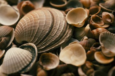 Yaz mevsimi. Yumuşakça kabuklar. Deniz kabuğu arka planı. Okyanus kabukları. Deniz kabuğu arka planı. Deniz kabuklarının dokusu