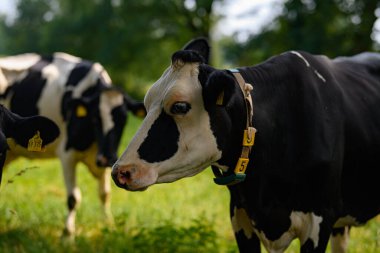 Holstein İnek Sürüsü. Çiftlikteki inek sürüsü. Çayırdaki süt ineği sürüsü. İnek çiftliği. Çimen tarlasında siyah ve beyaz inekler. Holstein inekleri