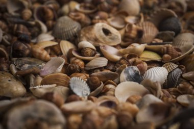 Deniz kabuğu koleksiyonu. Deniz yumuşakçası kabuğu. Denizci geçmişi. Okyanus kabuklarının dokusu. Deniz kabuğu arka planı. Deniz kabuğu deseni. Deniz kabuğu arkaplanı