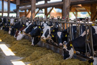 Süt çiftliğindeki inekler. İnek fabrikası. Tarım endüstrisi, tarım, insanlar ve hayvancılık kavramı. Çiftlikteki inek. İnek çiftliği sütü
