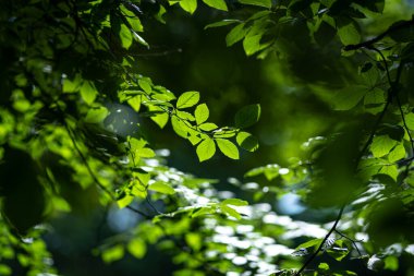 Yeşil yapraklı arka plan. Yeşil yapraklı orman yeşillik arka planı. Orman geçmişi. Yeşil doğa geçmişi. Ormanda yeşil yaprak. Arkaplanda bitkiler bırakır