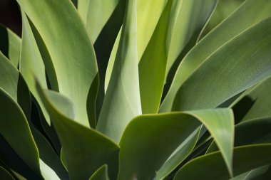 Agave bitkisi. Tekilaya karşılık Agave. Yeşil diken sulu. Kaktüs arka planı, tasarım ya da kaktüs deseni. Kaktüs mü kaktüs bitkisi mi? Kaktüs bitkileri. Dikenli sulu arka plan bitkisi