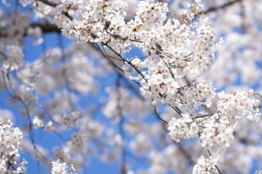 Kiraz ağacının bahar çiçeği. Bahar bayrağı. Beyaz kiraz çiçeği. Parkta ilkbahar kiraz ağacı. Bahar zamanı geçmişi. Mavi arkaplanda bahar çiçekleri