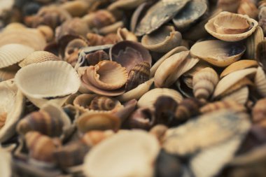 Yaz mevsimi. Yumuşakça kabuklar. Deniz kabuğu arka planı. Okyanus kabukları. Deniz kabuğu arka planı. Deniz kabuklarının dokusu