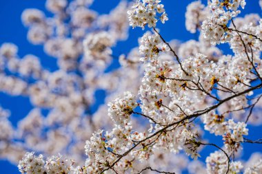 Beyaz çiçek deseni. Doğa geçmişi. Erik ağacı çiçekleri. Çiçek desenli tasarım. Çiçek deseni. Reklam için çiçek deseni