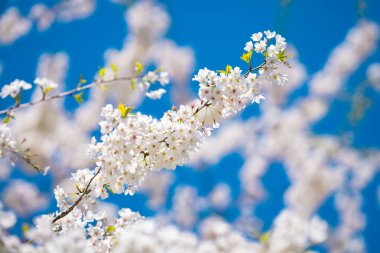 Beyaz çiçek açtı. Baharda kiraz ağacı. Bahar zamanı çiçekleri. Bahar 'da çiçek ağacı. Doğa Baharı arkaplanı