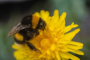 Çiçekteki arıyı yakından çek. Bumblebee karahindiba çiçeğinin nektarını topluyor. Çiçekteki bahar arısı. Sarı karahindiba çiçeği. Doğa konsepti. Makro