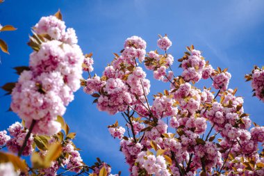 Kiraz çiçeği. Sakura Festivali. Kiraz Çiçekleri Ağaçları. Sakura bahar çiçekleri deseni. Kiraz Çiçekleri Ağaçları. Sakura bahar çiçekleri deseni