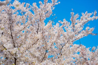 Beyaz kiraz çiçeği. Kiraz ağacının çiçekleri. Çiçek açan ağaçlarla bahar arkaplanı. Bahar çiçekleri. Çiçek açan beyaz çiçek