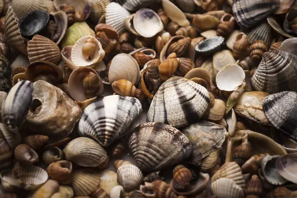 Deniz kabuğu deseni. Deniz kabuğu arka planı. Arka plan olarak renkli deniz kabukları. Deniz kabukları. Duvar kağıdı için deniz kabukları. Yumuşakça kabukları