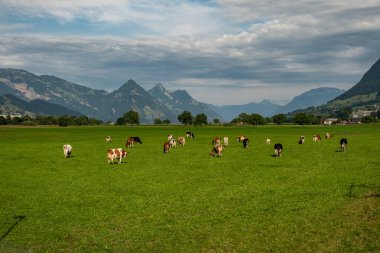Meadow 'da inek. Yeşil tarlada sığır eti. Çimenli otlaktaki inek. Kırsalda bir inek. İnekler yaz otlaklarında otlar. İneklerle dolu kırsal araziler. Otlaktaki inekler