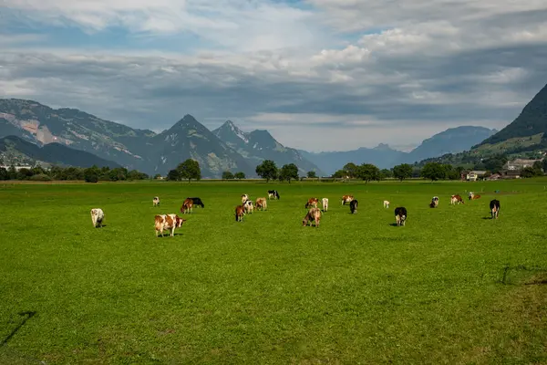 Meadow 'da inek. Yeşil tarlada sığır eti. Çimenli otlaktaki inek. Kırsalda bir inek. İnekler yaz otlaklarında otlar. İneklerle dolu kırsal araziler. Otlaktaki inekler