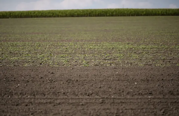 Bitki yetiştirmek için gübre toprağı. Bitkilerin büyümesini hızlandırır. Bitki arka planı için arazi. Tarım için temiz toprak. Bahçe işleri için toprak ya da turba. Arka plan olarak desenli toprak yüzeyi. Bahçe sezonu