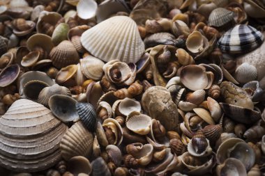 Okyanus yumuşakçaları. Deniz kabukları. Deniz kabuğu arka planı. Kabukların dokusu. Deniz kabuğu arka planı. Arkaplan olarak renkli deniz kabukları