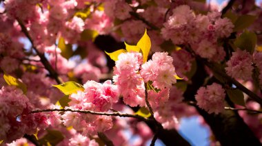 Çiçek açan bahar çiçekleri. Sakura ağacı. Bahar bayrağı, çiçek açan arka plan. Pembe kiraz çiçeği. Çiçek doğal bir geçmişi var. Tasarım için arkaplan açılıyor. Parktaki Çiçek Ağacı