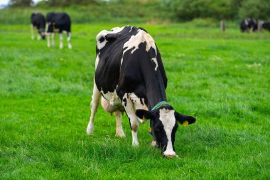 Meadow 'da inek. Yeşil tarlada sığır eti. Çimenli otlaktaki inek. Kırsalda bir inek. İnekler yaz otlaklarında otlar. İneklerle dolu kırsal araziler. Otlaktaki inekler