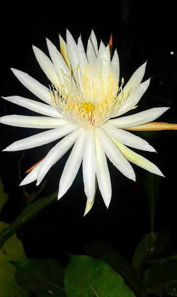 wijayakusuma folwer or fumilla flower the magic flower of java