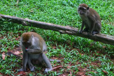 Parktaki bir grup maymun.