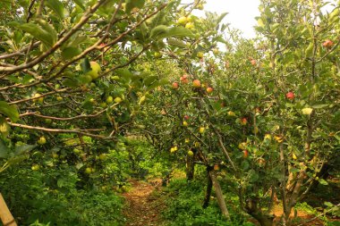 Elma tarlaları bol miktarda meyve veriyor ve topladıktan hemen sonra hasat edilip yenebilir..
