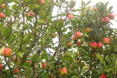 Yeşil yapraklı kırmızı elma ağacı Apple çiftlikleri bol meyve verir ve toplandıktan hemen sonra toplanıp yenebilir. Bu elma, parlak güneşle serin sıcaklıklara sahip yüksek dağlarda bulunur.