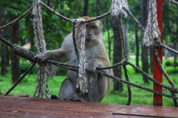 Maymun ormandaki ahşap çitte oturuyor.