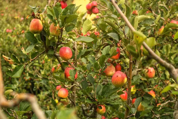 Elma tarlaları bol miktarda meyve veriyor ve topladıktan hemen sonra hasat edilip yenebilir..