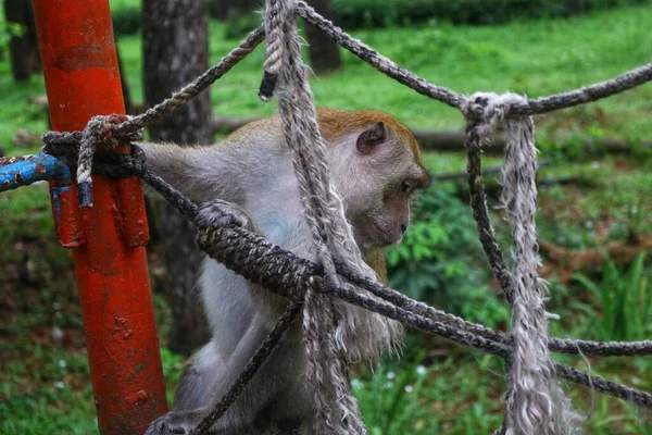 Büyük, eski bir çam ormanıyla hayvanat bahçesinde dolaşan maymunlar. Bu tür maymunlar insanlara karşı çok cana yakındır ve eğlence hayvanı olarak kullanılabilir.