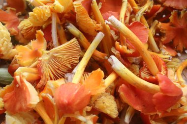 Arkaplan için kurumuş çiçekler