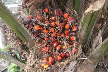 Bahçedeki kırmızı çiçek.