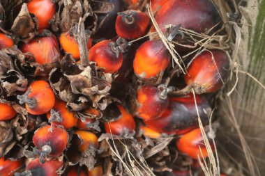 Palmiye ağacı önemli bir tropikal adadır.