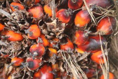 Markette kırmızı mısır koçanları