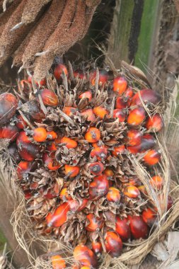 Palmiye ağacı meyvesi çok lezzetli.
