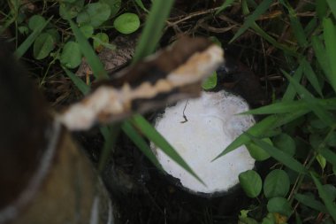 Beyaz bir mantarın yakın çekimi.