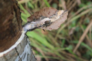 Ağaç gövdesinde ölü yaprak, bitki örtüsü ve doğa.