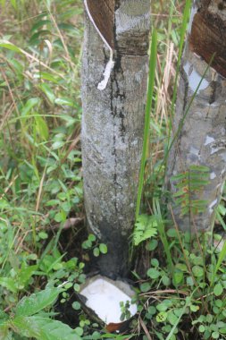 Su bir ağaçtan dökülüyor.