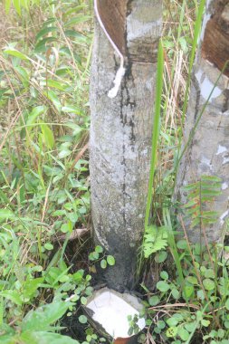 Ormandaki ağaç kütüğü