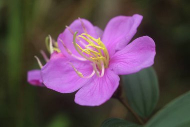 Bahçedeki güzel pembe çiçek