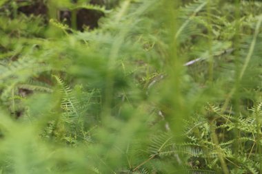 Güzel yeşil orman sabah ormanda.