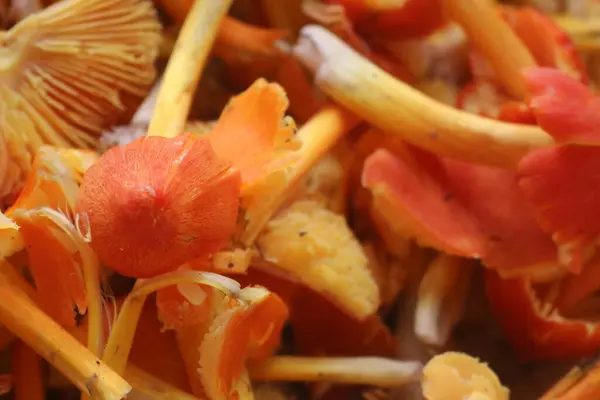 Kırmızı ve beyaz mantarları kapatın.