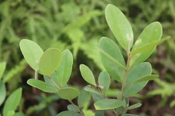 Yeşil yaprakları kapat