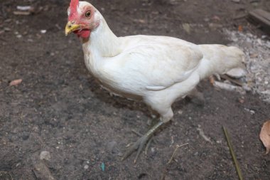 Çiftlikteki tavuk