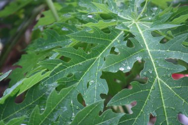 Bahçede yeşil yaprak