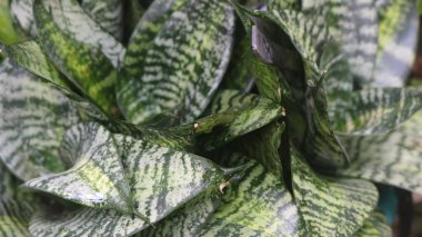 Tropik bir bitkinin yeşil yaprakları