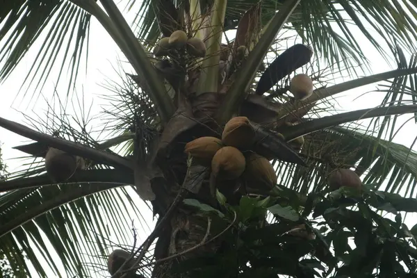 coconut tree with many coconuts on the beach, bali, indonesia
