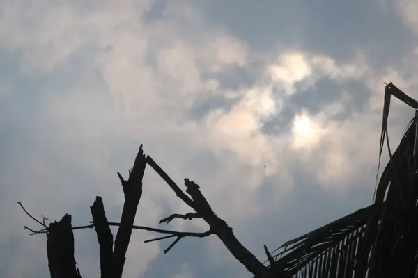 Gökte bir palmiye ağacı