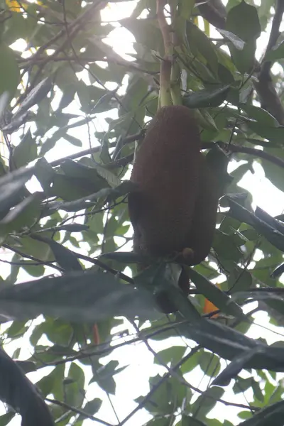 Asyalı bir maymunun yakın çekimi..