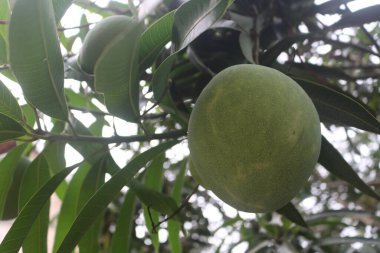 Yeşil mango meyve ağacı üzerinde