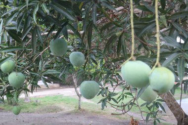 Taze yapraklı yeşil mango ağacı